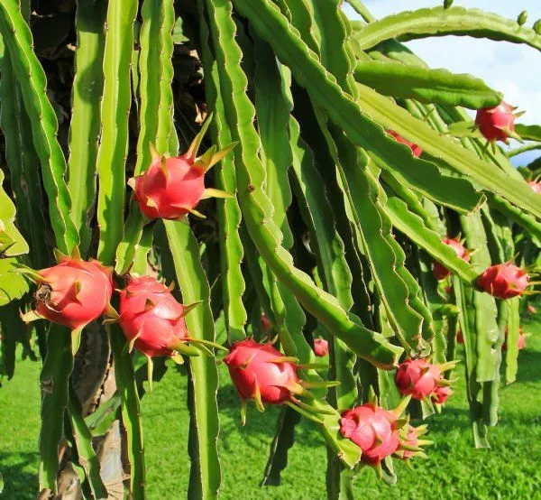 American_Red_Dragon_Hybrid_Fruit_Plant_&_Tree_For_Sweet_Home_Gardening
