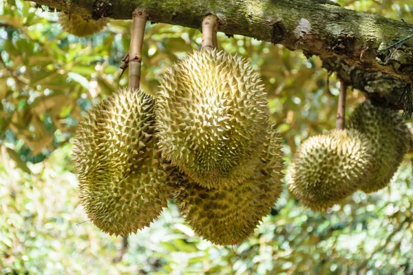Australian_Hybrid_&__Healthy_Durian_Fruit_Plant