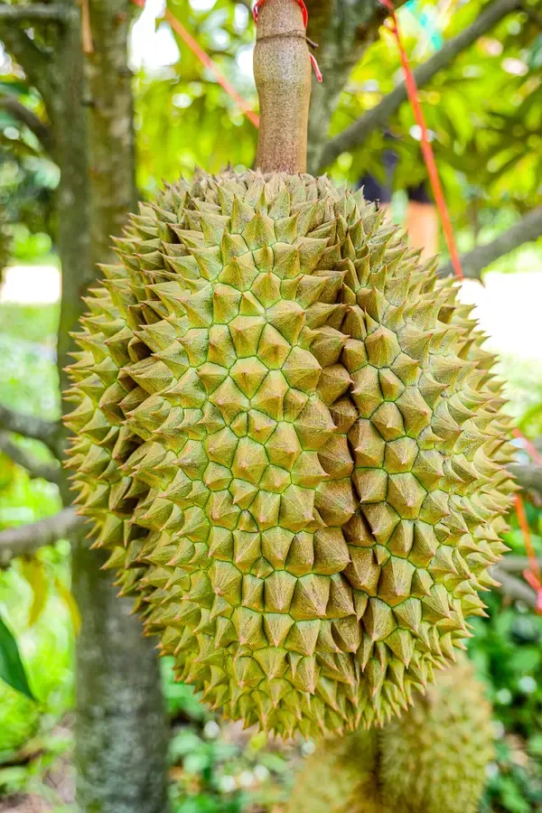 Australian_Hybrid_&__Healthy_Durian_Fruit_Plant