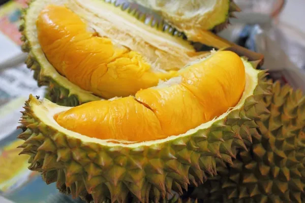Australian_Hybrid_&__Healthy_Durian_Fruit_Plant