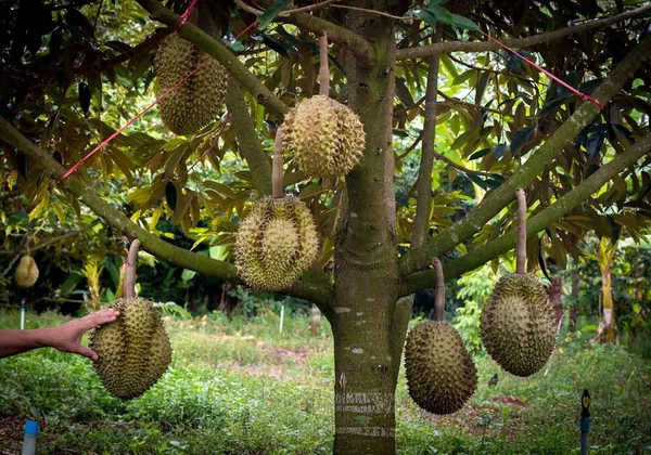 Australian_Hybrid_&__Healthy_Durian_Fruit_Plant