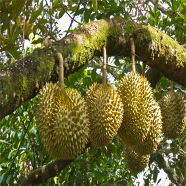 Australian_Hybrid_&__Healthy_Durian_Fruit_Plant