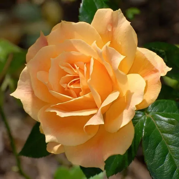 Dutch_Rose_1.5-3.5_Ft_Flower_Plant
