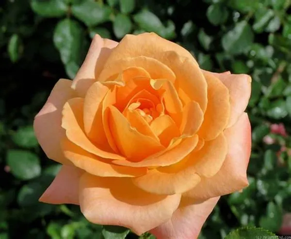 Dutch_Rose_1.5-3.5_Ft_Flower_Plant