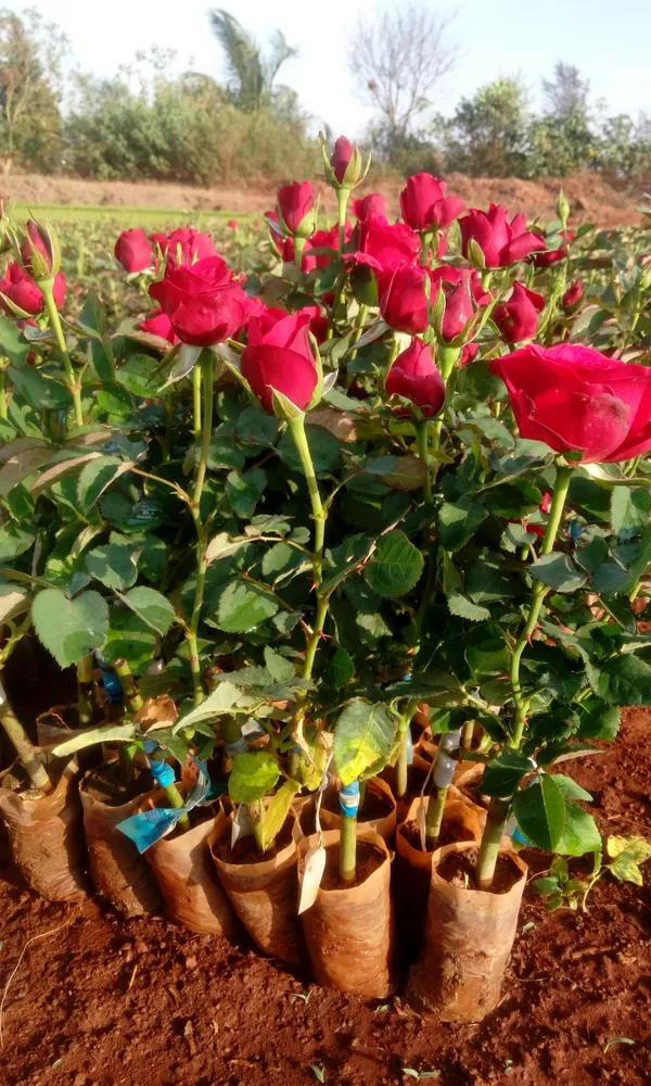 Dutch_Red_Rose_Flower_Plant