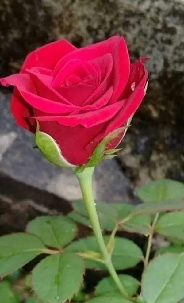 Dutch_Red_Rose_Flower_Plant
