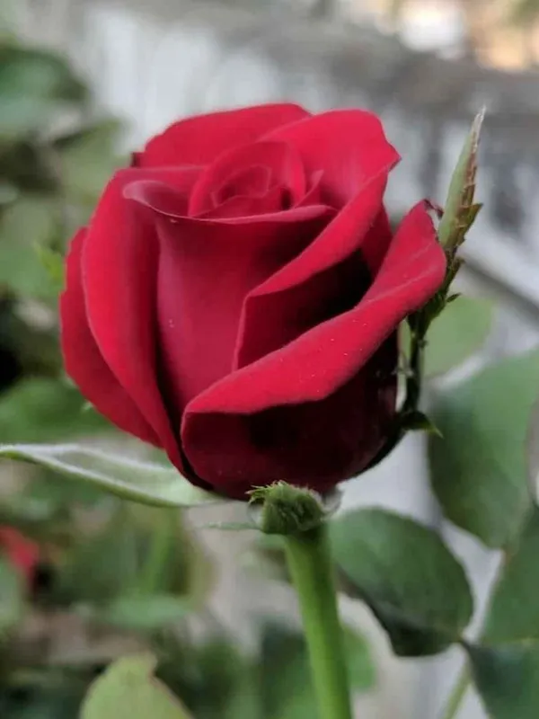 Dutch_Red_Rose_Flower_Plant