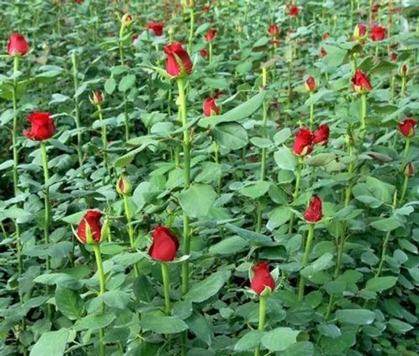 Dutch_Red_Rose_Flower_Plant