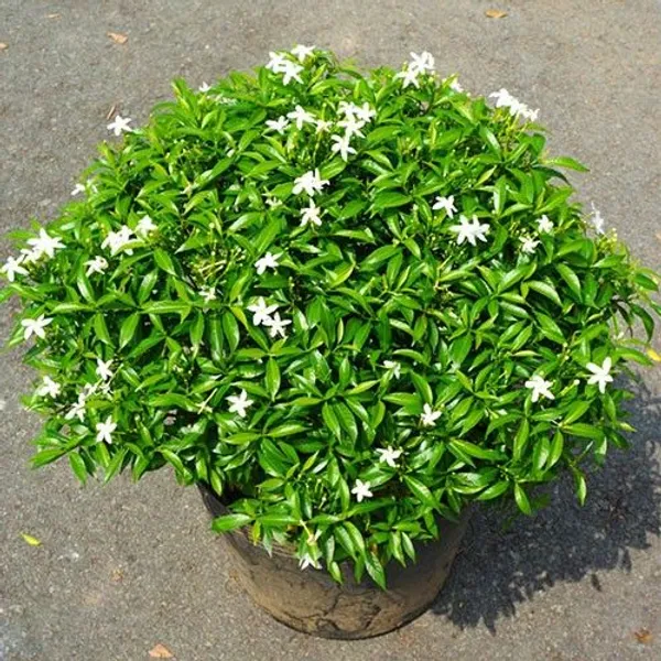 Dwarf_Crape_Jasmine_Chandini_Nandyarvattam_Plant_In_Growbag