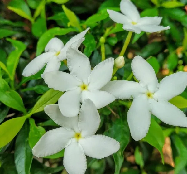 Dwarf_Crape_Jasmine_Chandini_Nandyarvattam_Plant_In_Growbag