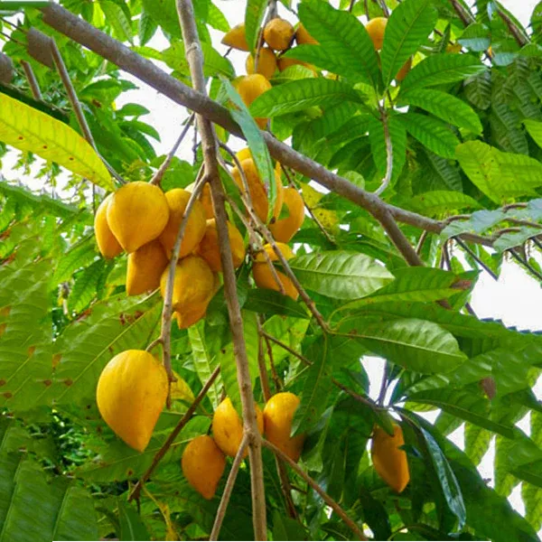 Egg_Fruit_Live_Plant_&_Tree_(1.5-3.5_Ft_Hight)_For_Sweet_Home_Gardening_Hybrid