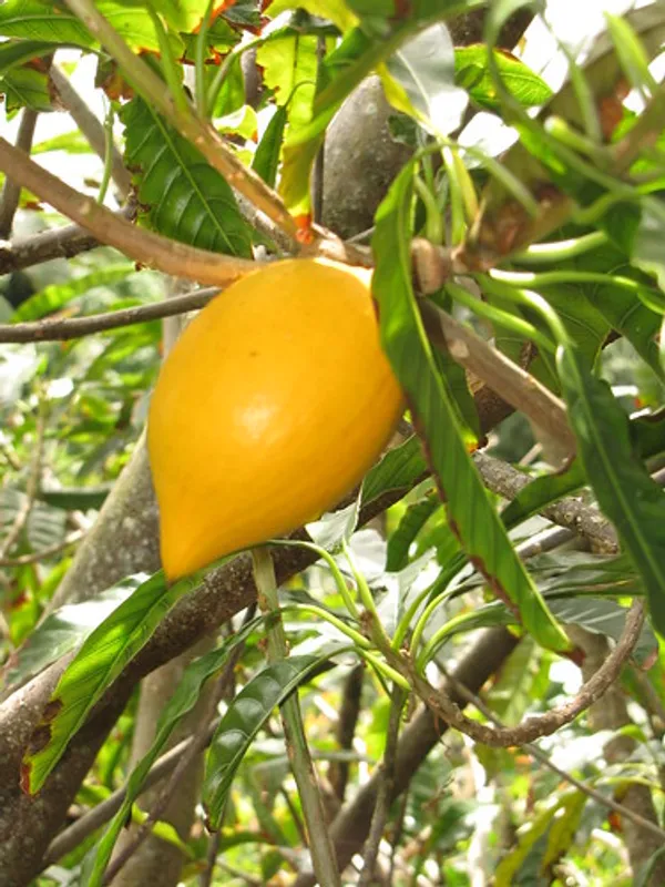 Egg_Fruit_Live_Plant_&_Tree_(1.5-3.5_Ft_Hight)_For_Sweet_Home_Gardening_Hybrid