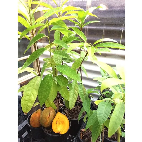 Egg_Fruit_Live_Plant_&_Tree_(1.5-3.5_Ft_Hight)_For_Sweet_Home_Gardening_Hybrid