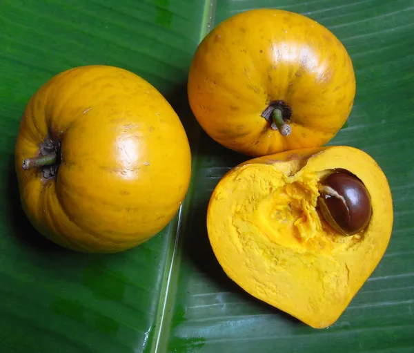 Egg_Fruit_Live_Plant_&_Tree_(1.5-3.5_Ft_Hight)_For_Sweet_Home_Gardening_Hybrid