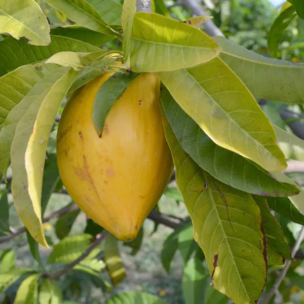 Egg_Fruit_Live_Plant_&_Tree_(1.5-3.5_Ft_Hight)_For_Sweet_Home_Gardening_Hybrid