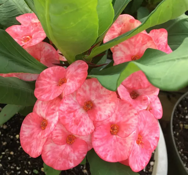 Euphorbia_Flowering_Plant_&_Tree_For_Shrub/Bush/Home_Garden_Pink_Euphorbia_Hybrid_Flower_Plant
