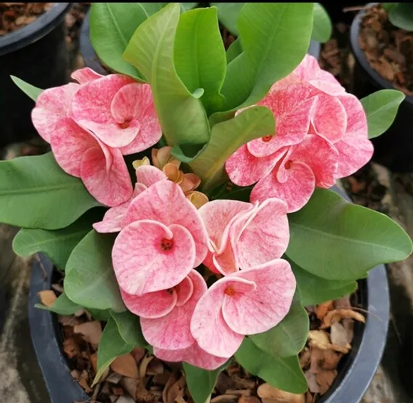 Euphorbia_Flowering_Plant_&_Tree_For_Shrub/Bush/Home_Garden_Pink_Euphorbia_Hybrid_Flower_Plant