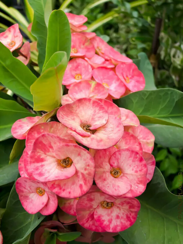 Euphorbia_Milli__Flowering_Plant_&_Tree_For_Shrub/Bush/Sweet_Home_Garden_(1.5-3.5_Ft_Plant_Hight)_Hybrid
