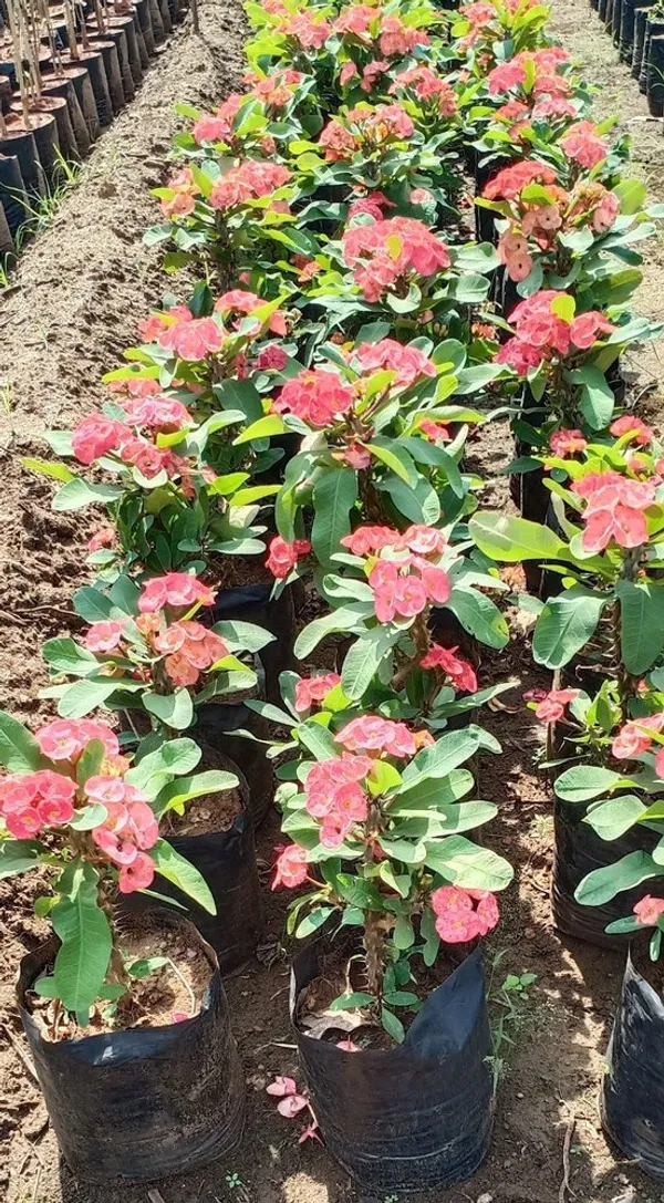 Euphorbia_Milli__Flowering_Plant_&_Tree_For_Shrub/Bush/Sweet_Home_Garden_(1.5-3.5_Ft_Plant_Hight)_Hybrid