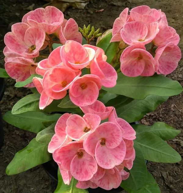 Euphorbia_Milli__Flowering_Plant_&_Tree_For_Shrub/Bush/Sweet_Home_Garden_(1.5-3.5_Ft_Plant_Hight)_Hybrid