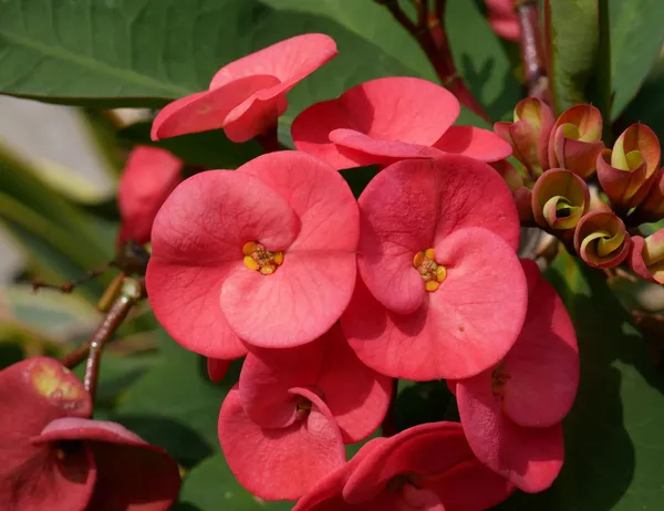 Euphorbia_(Red)_Flower_Plant_&_Tree_For_Bush|Sweet_Home_Gardening_Hybrid