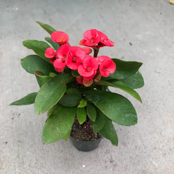 Euphorbia_(Red)_Flower_Plant_&_Tree_For_Bush|Sweet_Home_Gardening_Hybrid
