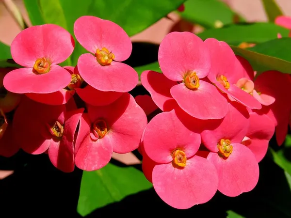 Euphorbia_(Red)_Flower_Plant_&_Tree_For_Bush|Sweet_Home_Gardening_Hybrid