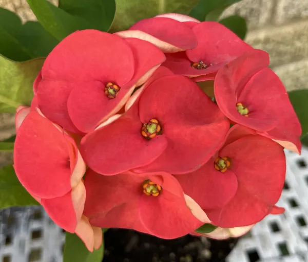 Euphorbia_(Red)_Flowering_Plant_&_Tree_(1.5-3.5_Ft_Hight)_For_Home_Garden_Hybrid