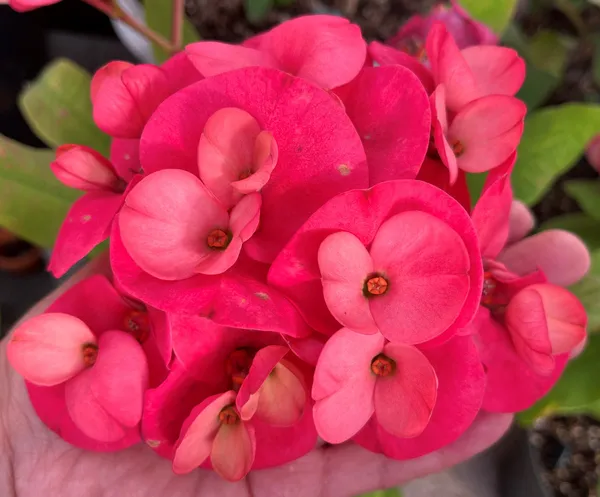 Euphorbia_(Red)_Flowering_Plant_&_Tree_(1.5-3.5_Ft_Hight)_For_Home_Garden_Hybrid