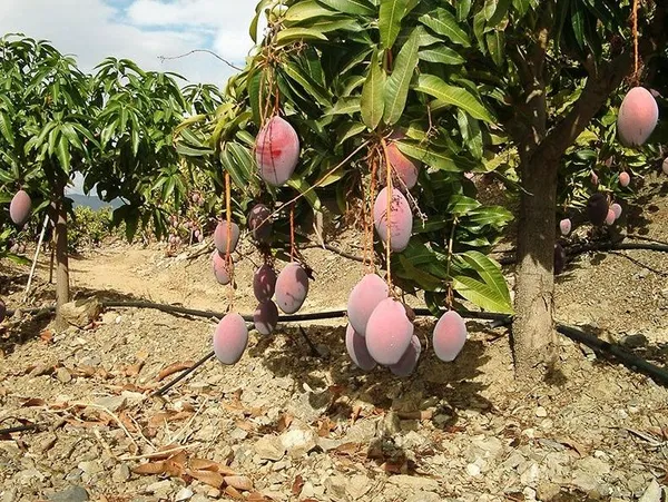 Expensive_American_Red_Palmer_Fruit_Plant_&_Tree_For_Home_Garden_(1.5-3.5_Ft_Plant__Hight)_Hybrid