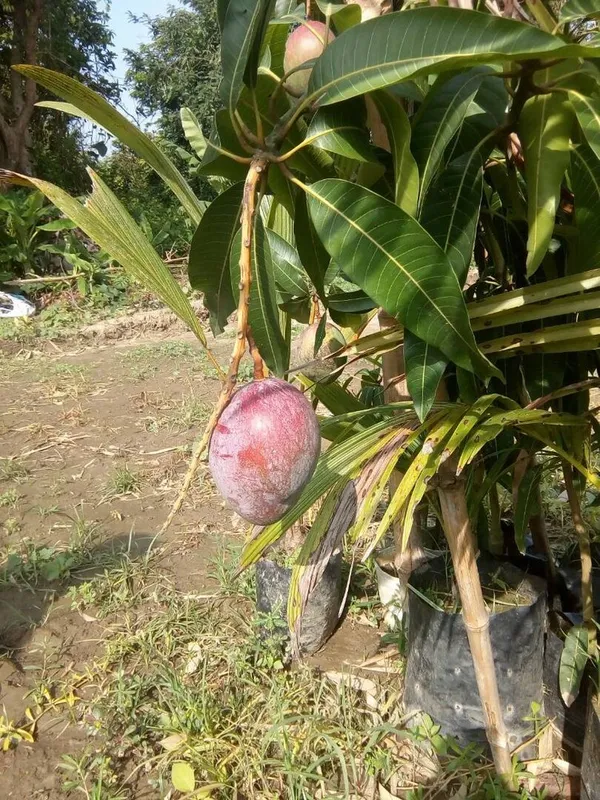 Expensive_American_Red_Palmer_Fruit_Plant_&_Tree_For_Home_Garden_(1.5-3.5_Ft_Plant__Hight)_Hybrid