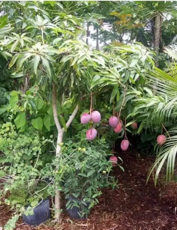 Expensive_American_Red_Palmer_Fruit_Plant_&_Tree_For_Home_Garden_(1.5-3.5_Ft_Plant__Hight)_Hybrid