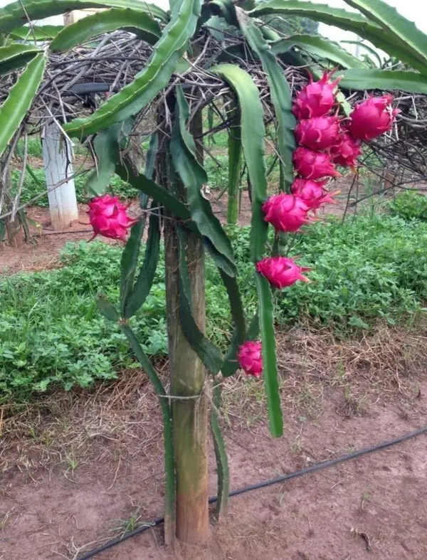 Expensive_Dragon_Healthy_Fruit_Original_Plant_&_Tree_(Dwarf_Variety)_For_Sweet_Home_Gardening_This_Dragon_Fruit_Inside_Flesh_Pink_With_Tiny,_Black_Seeds_Hybrid