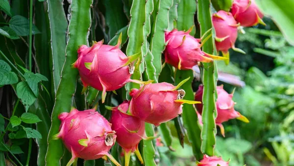 Expensive_Dragon_Healthy_Fruit_Original_Plant_&_Tree_(Dwarf_Variety)_For_Sweet_Home_Gardening_This_Dragon_Fruit_Inside_Flesh_Pink_With_Tiny,_Black_Seeds_Hybrid