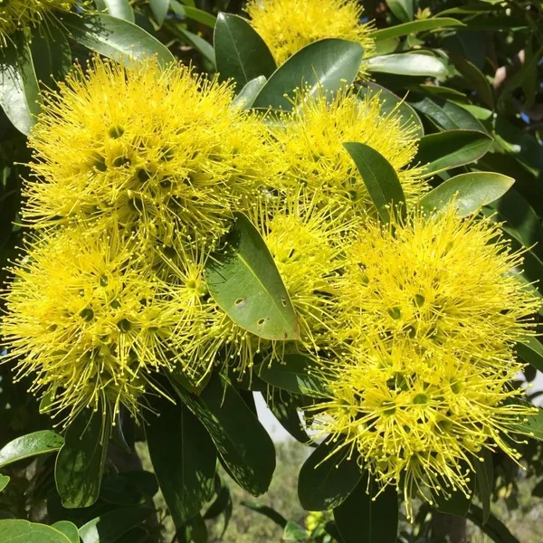 Beautiful_First_Love_Xanthostemon_Chrysanthus,Golden_Penda_Bright_Golden_Yellow_Flowers_Plant_Natural_Outdoor_Gardens_And_Landscaping