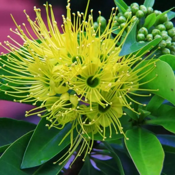 Beautiful_First_Love_Xanthostemon_Chrysanthus,Golden_Penda_Bright_Golden_Yellow_Flowers_Plant_Natural_Outdoor_Gardens_And_Landscaping