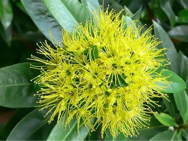 Beautiful_First_Love_Xanthostemon_Chrysanthus,Golden_Penda_Bright_Golden_Yellow_Flowers_Plant_Natural_Outdoor_Gardens_And_Landscaping