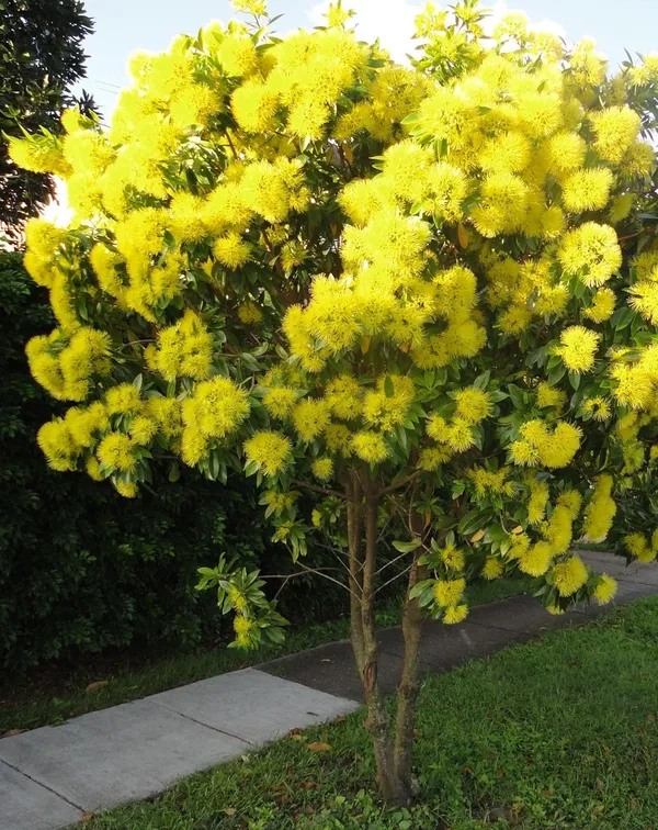 Beautiful_First_Love_Xanthostemon_Chrysanthus,Golden_Penda_Bright_Golden_Yellow_Flowers_Plant_Natural_Outdoor_Gardens_And_Landscaping