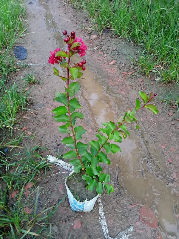 Furush_(Red)_Flowering_Plant_&_Tree_(1.5-3.5_Ft_Hight)_For_Sweet_Home_Shrub|Bush|Home_Garden_Hybrid