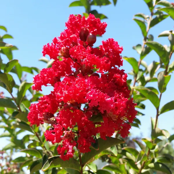 Furush_(Red)_Flowering_Plant_&_Tree_(1.5-3.5_Ft_Hight)_For_Sweet_Home_Shrub|Bush|Home_Garden_Hybrid