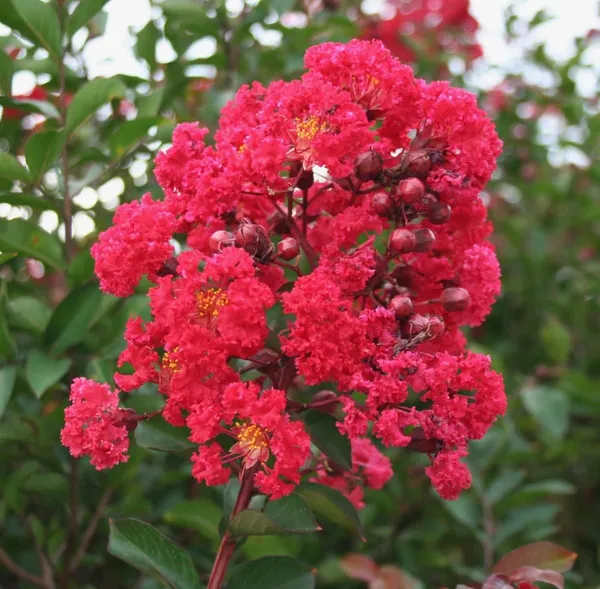 Furush_(Red)_Flowering_Plant_&_Tree_(1.5-3.5_Ft_Hight)_For_Sweet_Home_Shrub|Bush|Home_Garden_Hybrid