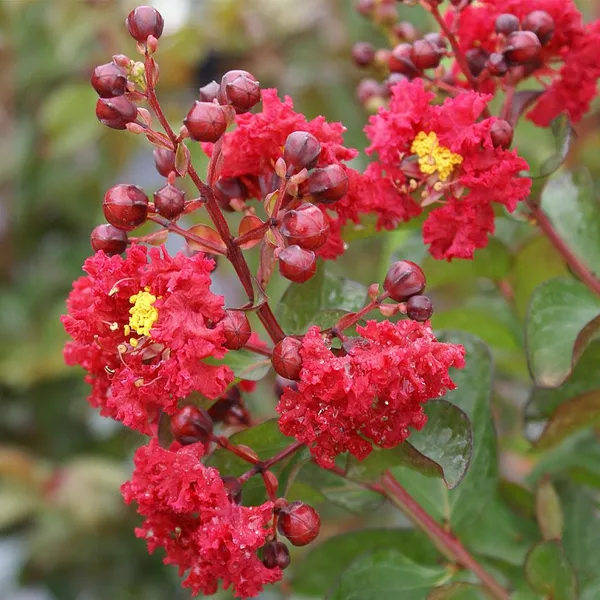 Furus_(Red)_Flowering_Plant_&_Tree_(1.5-3.5_Ft_Hight)_For_Your_Home_Garden