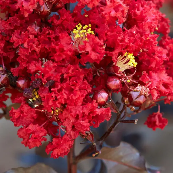 Furus_(Red)_Flowering_Plant_&_Tree_(1.5-3.5_Ft_Hight)_For_Your_Home_Garden