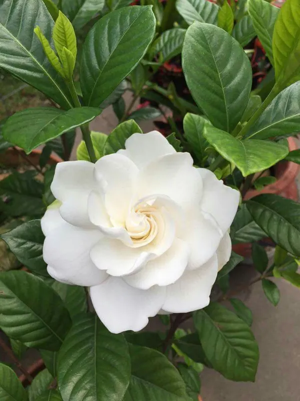 White_Gardenia_Plant-_Fragrant_Flowering_Shrub_for_Home_&_Garden_(1.5-3.5_Ft_Height)_Pack_Of_1