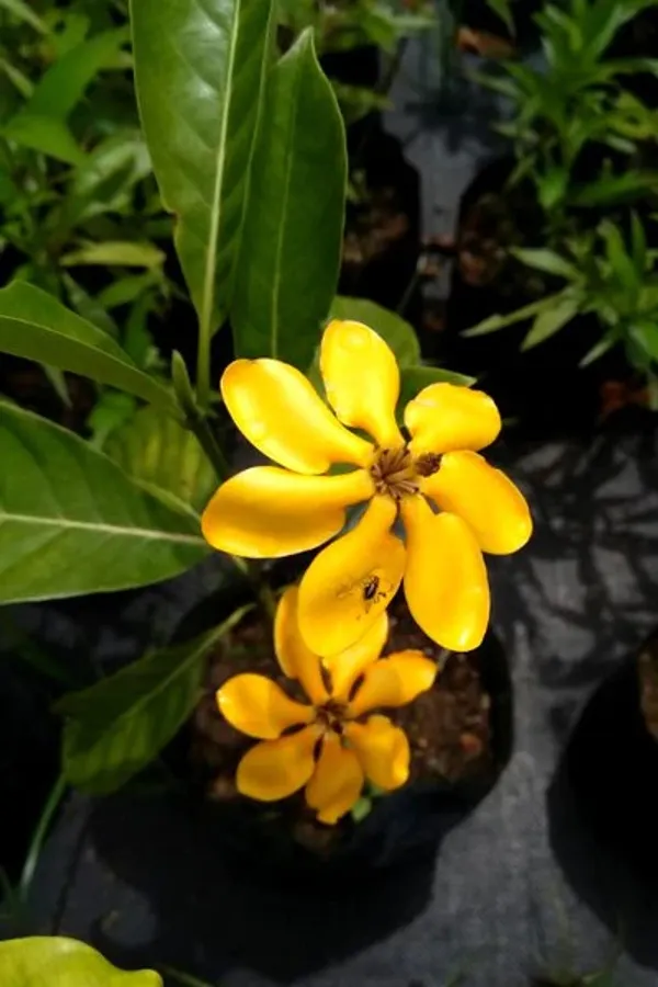 Gardenia_Flowering_Plant_&_Tree_(1.5-3.5_Ft_Hight)_For_Home_Gardening_Gardenia_Hybrid_Flower_Plant