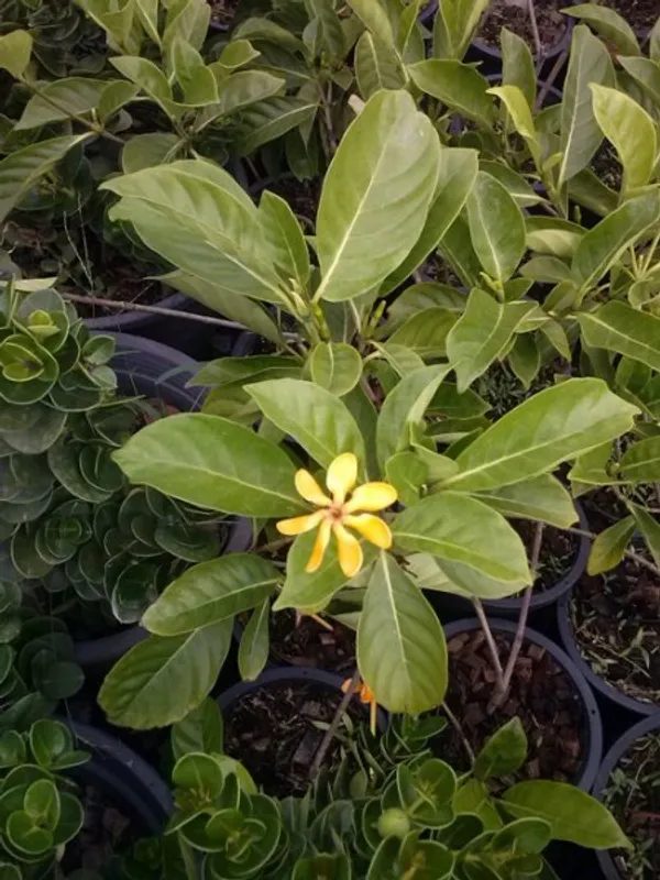 Gardenia_Flowering_Plant_&_Tree_(1.5-3.5_Ft_Hight)_For_Home_Gardening_Gardenia_Hybrid_Flower_Plant