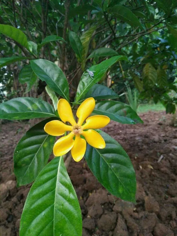 Gardenia_Flowering_Plant_&_Tree_(1.5-3.5_Ft_Hight)_For_Home_Gardening_Gardenia_Hybrid_Flower_Plant