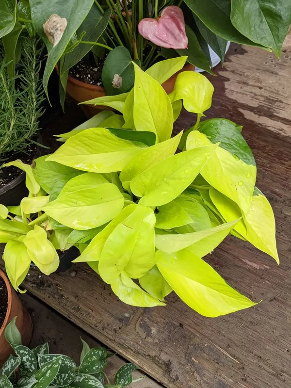 Golden_Money_Plant_Pothos_Plant__Air_Purifying_Indoor_Plant_In_Growbag