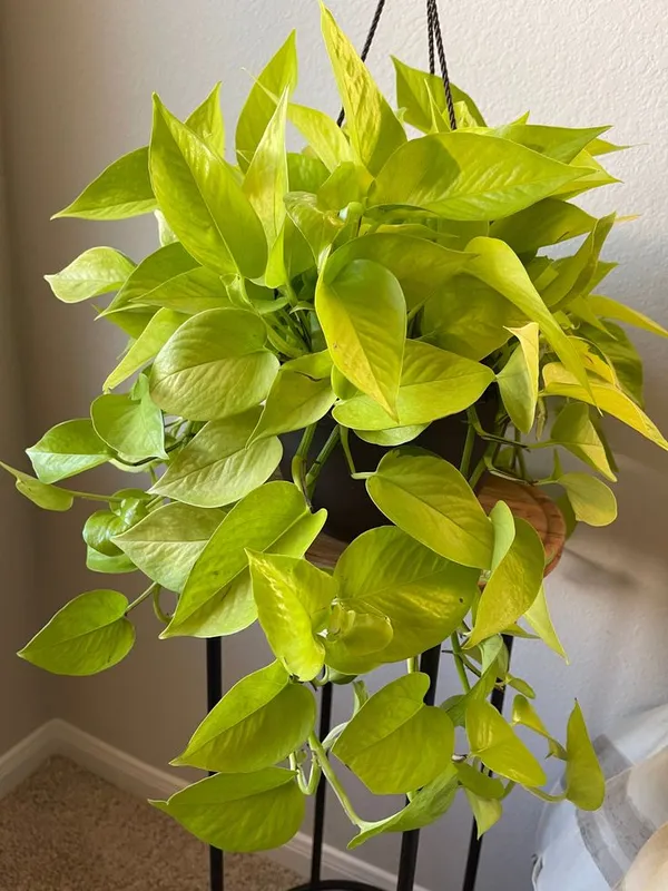 Golden_Money_Plant_Pothos_Plant__Air_Purifying_Indoor_Plant_In_Growbag