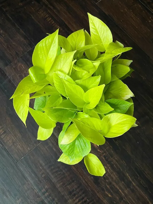 Golden_Money_Plant_Pothos_Plant__Air_Purifying_Indoor_Plant_In_Growbag